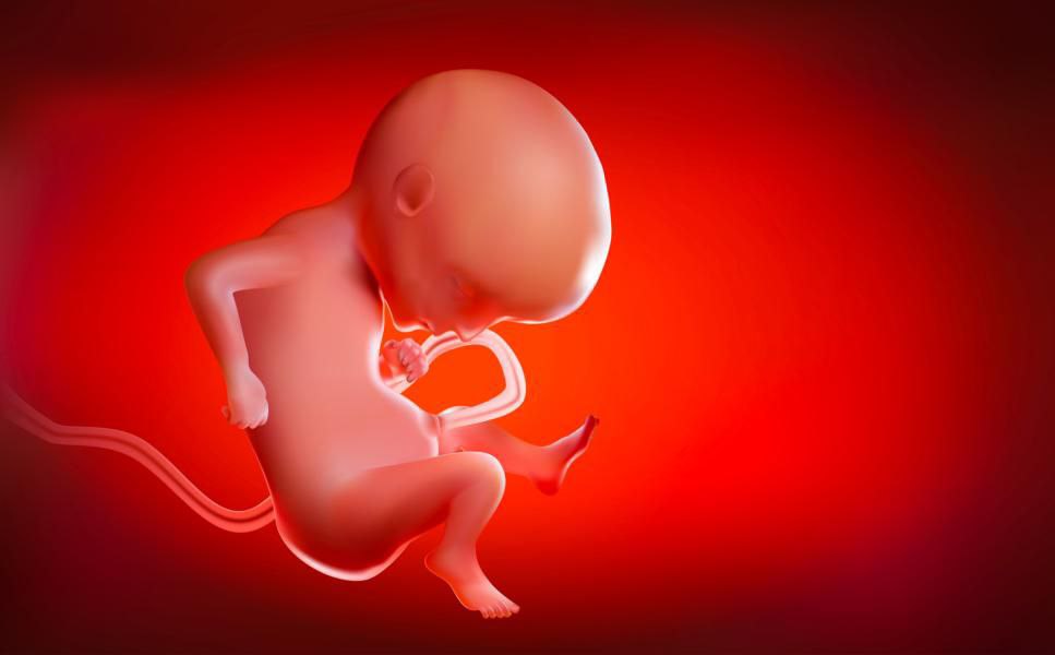 تحديد نوع الجنين من تاريخ الحمل
